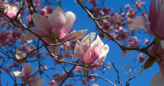 Cherry Blossoms